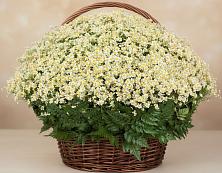 Цветочная композиция из Ромашки в корзине #REPLACE_PRED# Амурске